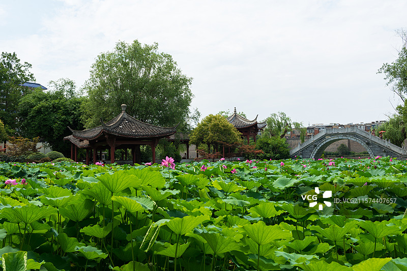 湖北襄阳荟园夏日荷花风景图片素材