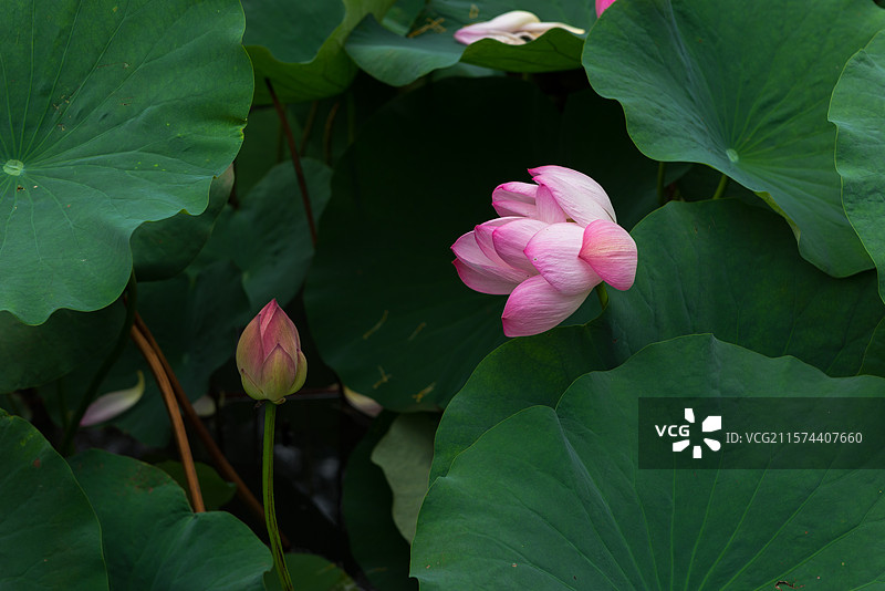 湖北襄阳荟园夏日荷花风景图片素材
