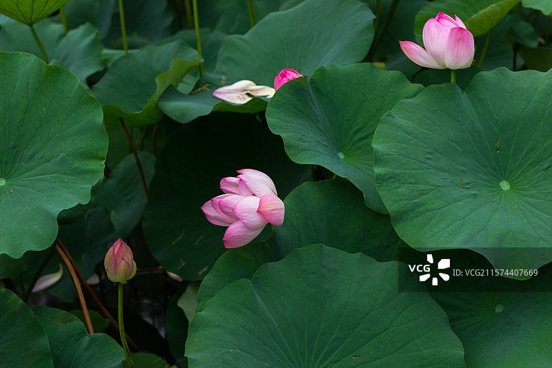 湖北襄阳荟园夏日荷花风景图片素材