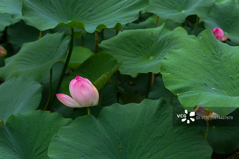 湖北襄阳荟园夏日荷花风景图片素材