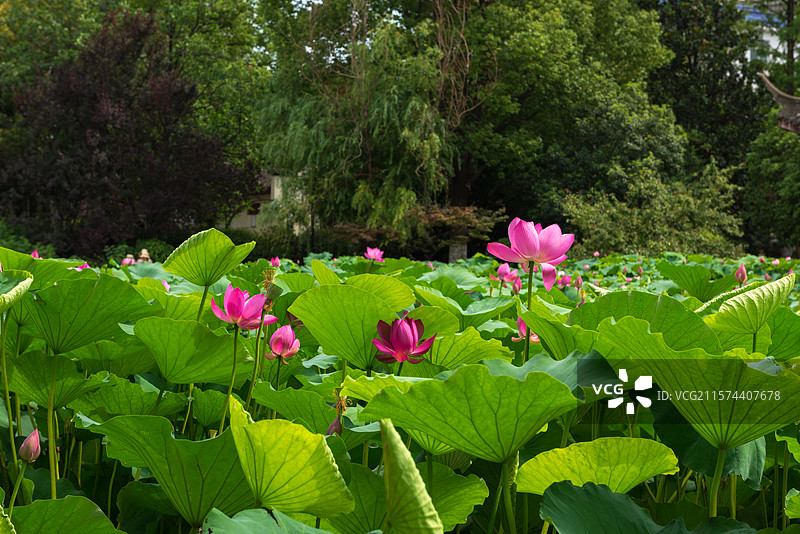 湖北襄阳荟园夏日荷花风景图片素材