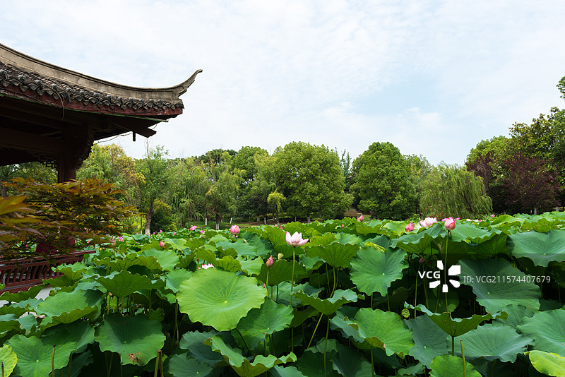 湖北襄阳荟园夏日荷花风景图片素材