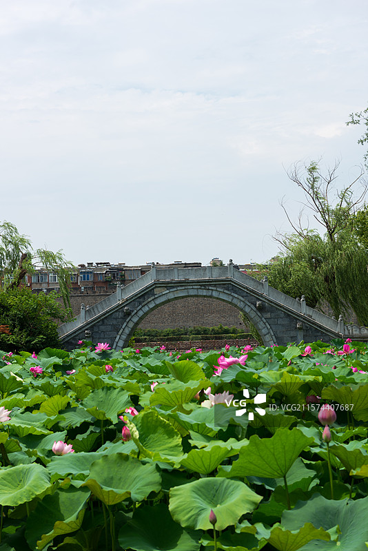 湖北襄阳荟园夏日荷花风景图片素材