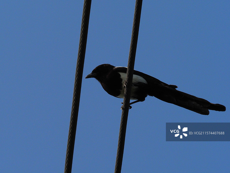 栖息在电线上的喜鹊图片素材