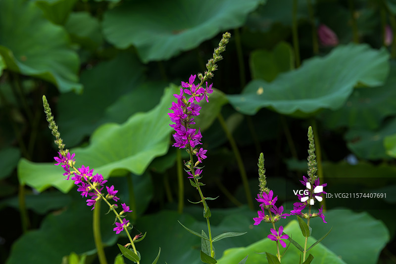 湖北襄阳荟园夏日荷花风景图片素材