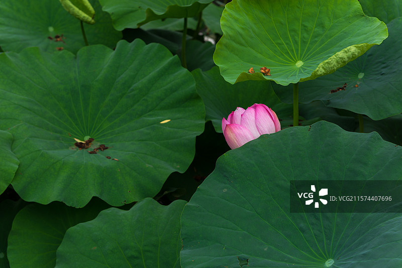 湖北襄阳荟园夏日荷花风景图片素材