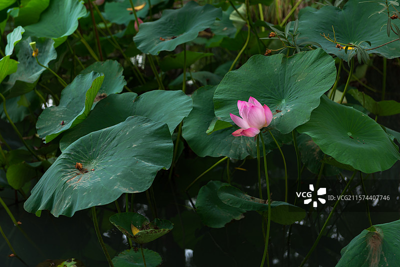 湖北襄阳荟园夏日荷花风景图片素材