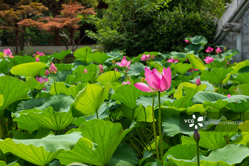 湖北襄阳荟园夏日荷花风景图片素材