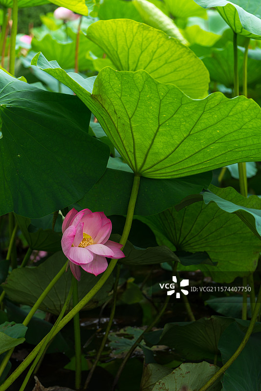 湖北襄阳荟园夏日荷花风景图片素材