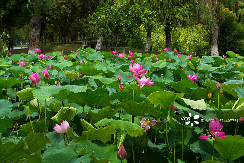 湖北襄阳荟园夏日荷花风景图片素材