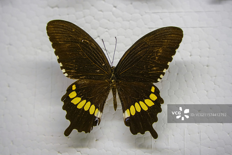 山东省淄博市桓台县博物馆里陈列蝴蝶标本梁祝蝶图片素材