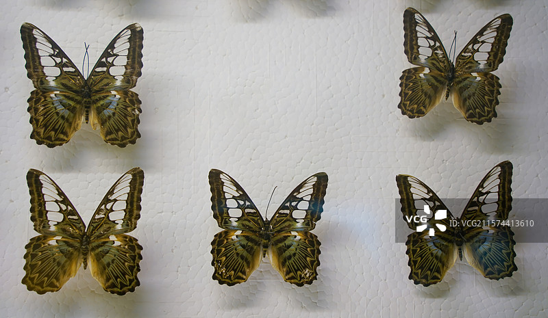 山东省淄博市桓台县博物馆里陈列蝴蝶标本图片素材