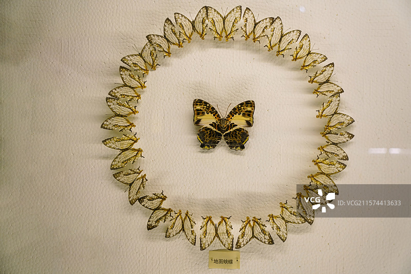 山东省淄博市桓台县博物馆里陈列蝴蝶标本图片素材