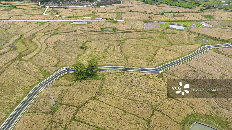 浙江仙居：金色田园美如画图片素材