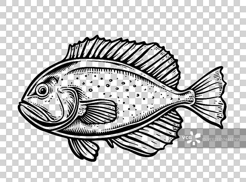 比目鱼的平面墨水素描手绘图图片素材