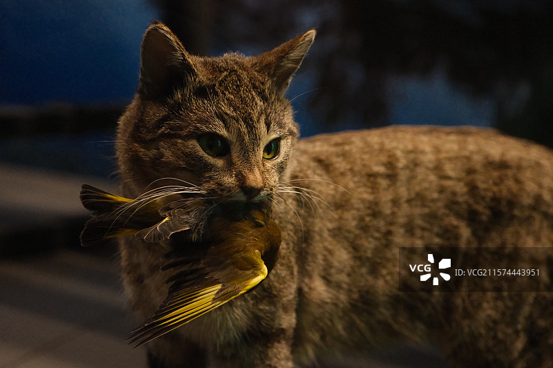 挪威自然博物馆叼着鸟的猫标本图片素材