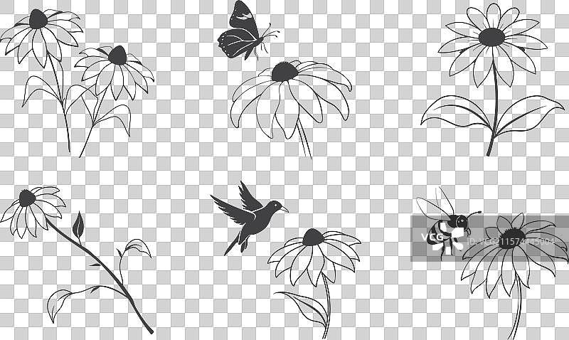 黑心菊花线条艺术套装图片素材