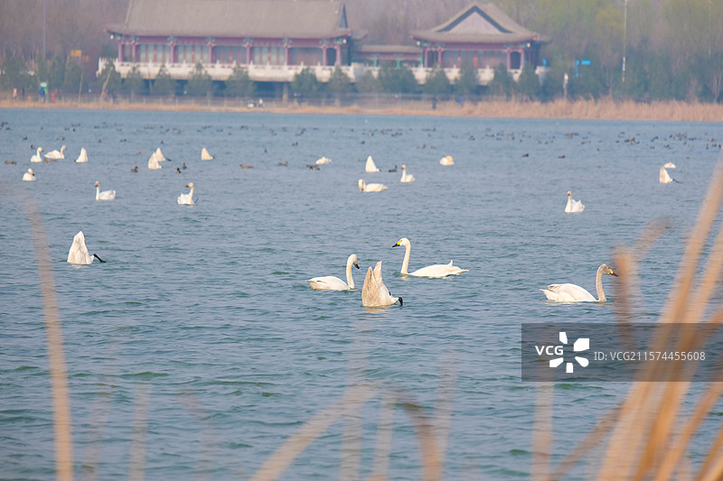 石家庄滹沱河生态。天鹅。水鸟。海鸥野鸭。高清风景背景图图片素材