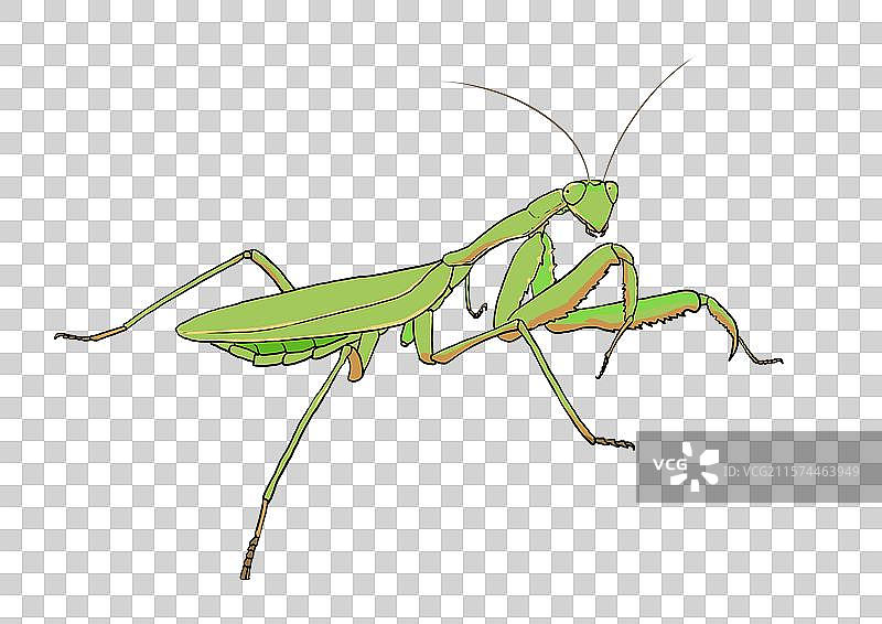 绿色螳螂写实卡通形象免抠元素图片素材