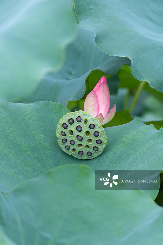 荷花莲蓬图片素材