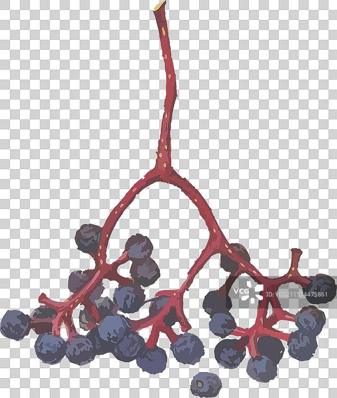 水彩画描绘成熟的蓝色 chokeberry 枝条图片素材