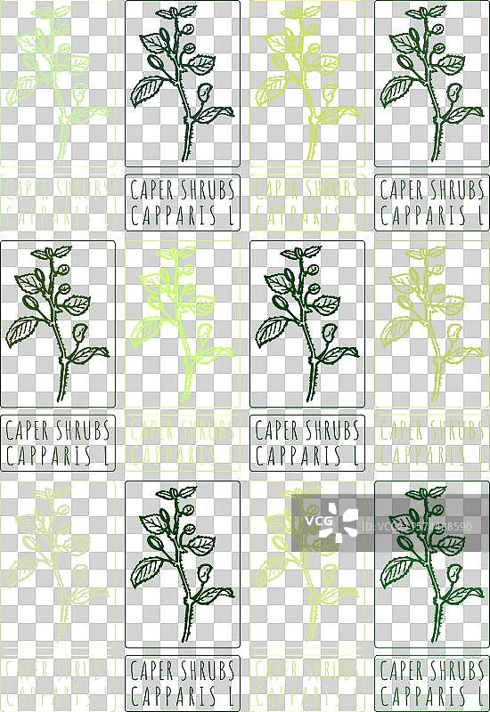 各种颜色的绘画灌木丛套装图片素材