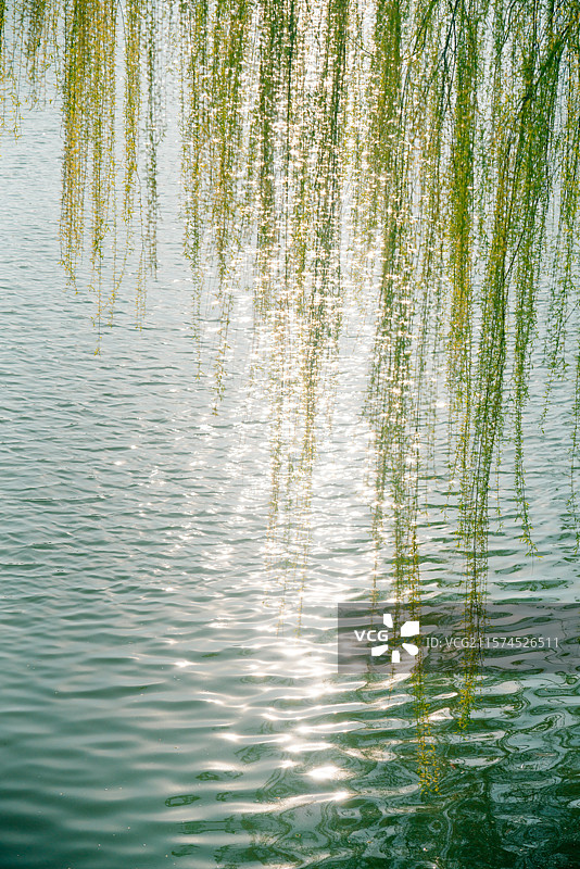 春天波光粼粼的水面杨柳随风摇摆图片素材