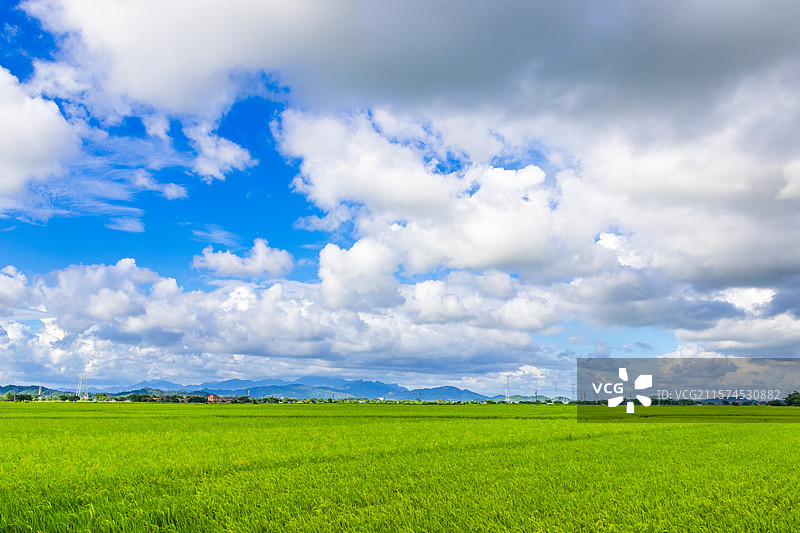 广东江门台山广海镇夏天绿色稻田图片素材
