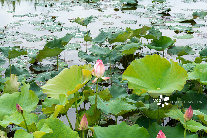 杭州湾湿地公园景色图片素材