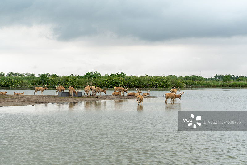 杭州湾湿地公园景色图片素材