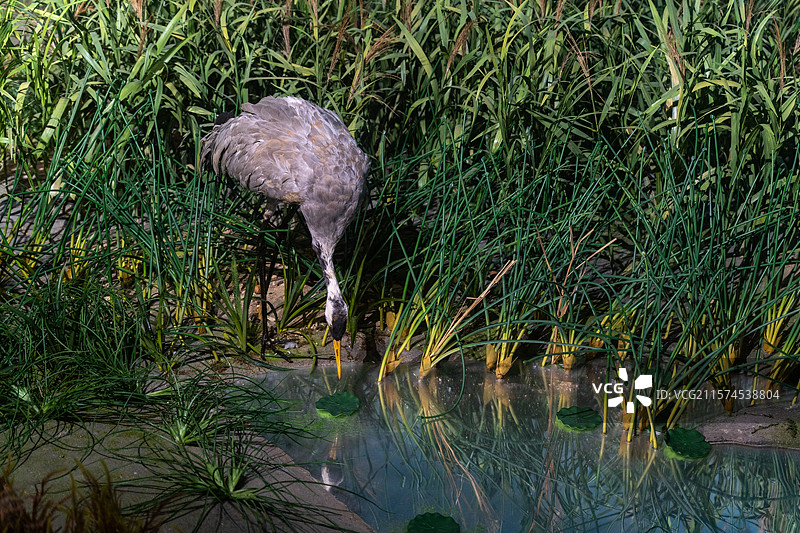 杭州湾湿地公园景色图片素材
