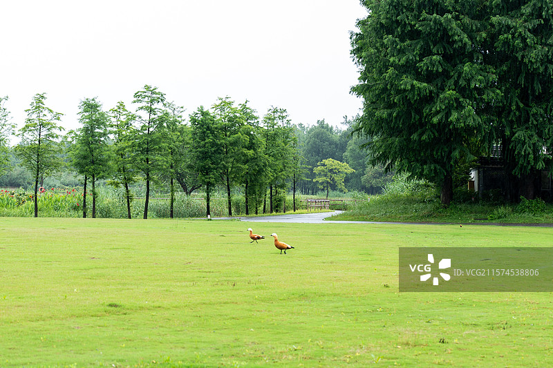 杭州湾湿地公园景色图片素材
