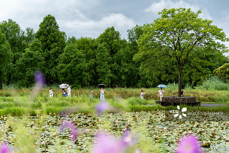 杭州湾湿地公园景色图片素材