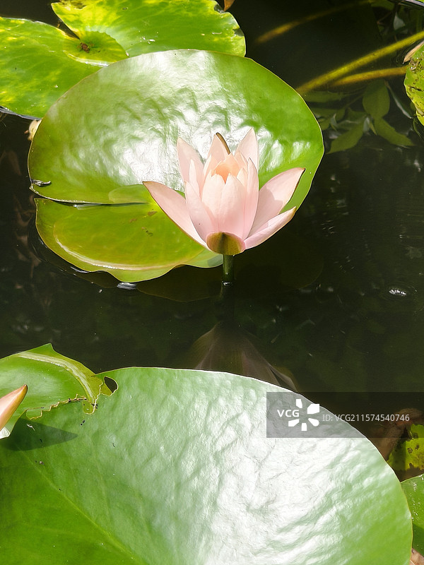 睡莲在阳光下发出闪闪光亮图片素材