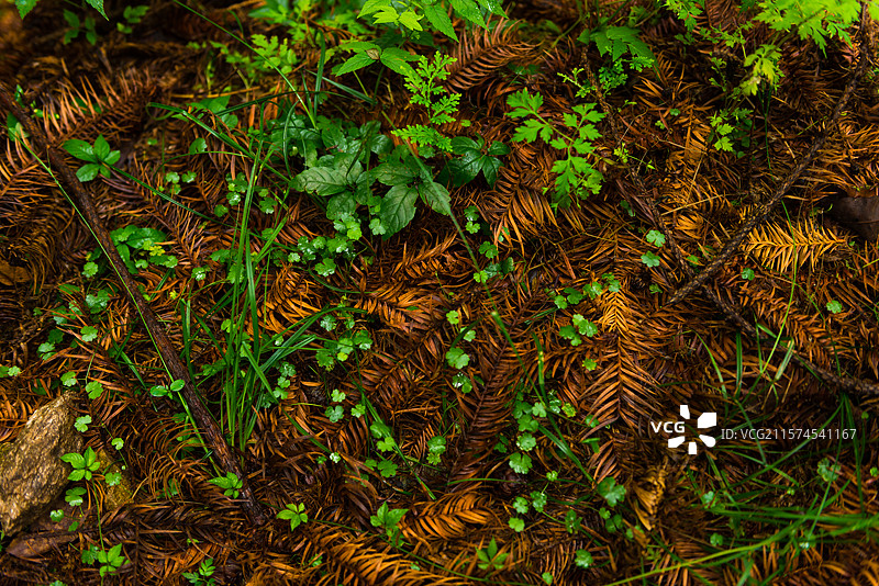 五山堰河乡村旅游区图片素材