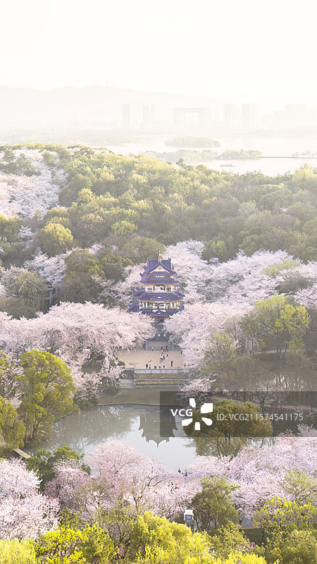 春天樱花季日出时晨雾中的无锡鼋头渚樱花谷赏樱阁航拍及背后的无锡蠡湖和渤公岛图片素材