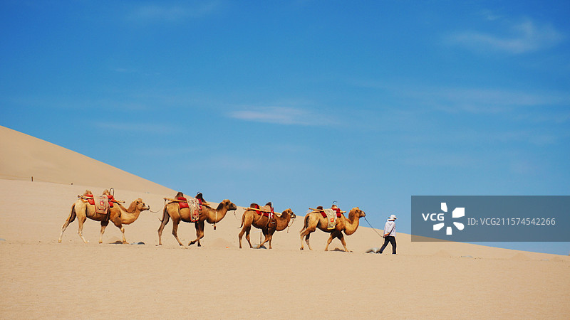 沙漠中的驼队图片素材