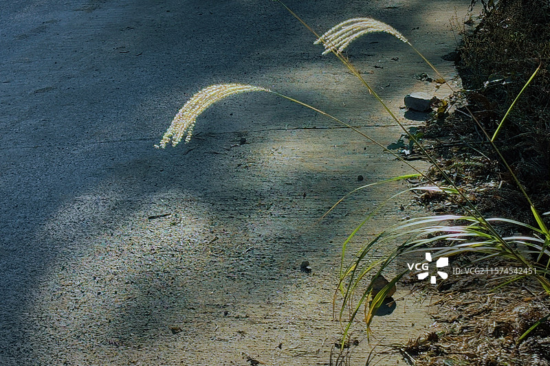 夕阳 芦苇 秋天 节气 立秋 白露 寒露图片素材