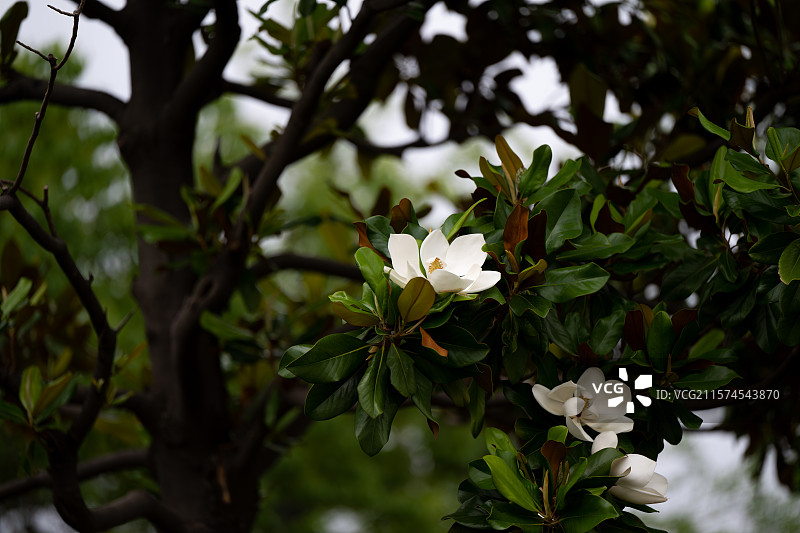 安徽蚌埠栖岩寺图片素材
