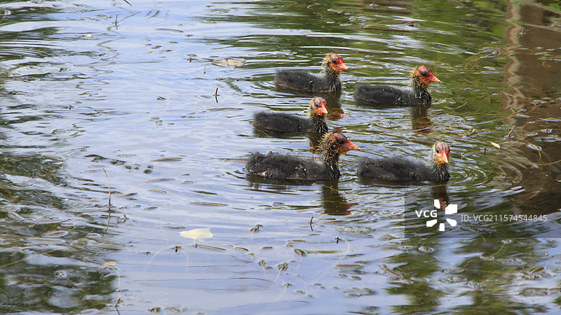 骨顶鸡爸妈带宝宝觅食戏水图片素材