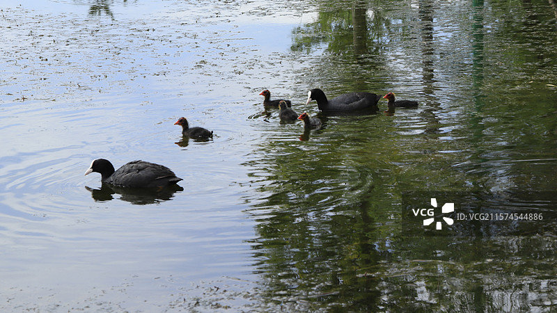 骨顶鸡爸妈带宝宝觅食戏水图片素材