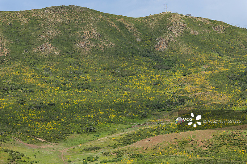 高山黄花毡房图片素材