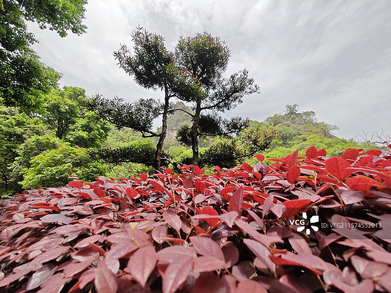 桂林冠岩园区里面的植物图片素材