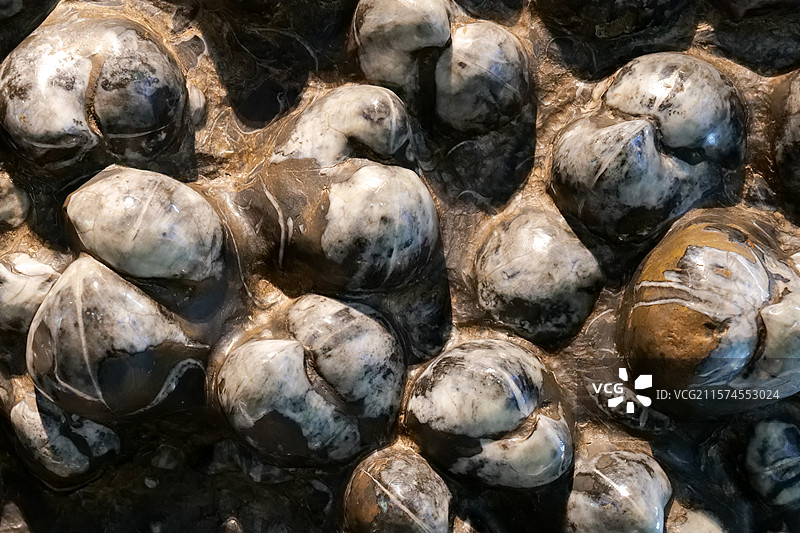 鸮头贝 中泥盆世时代 广西来宾市武宣县产 国家自然博物馆无脊椎动物展厅图片素材