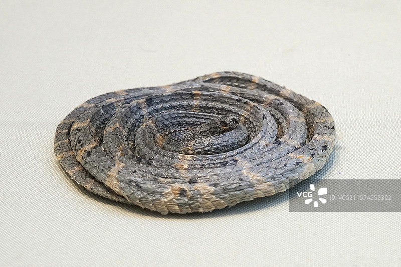 银环蛇（金钱白花蛇） 国家自然博物馆“灵蛇献瑞·生肖文物大联展”图片素材