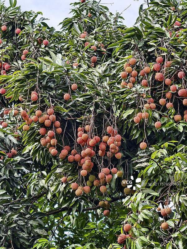 深圳荔林公园荔枝树图片素材