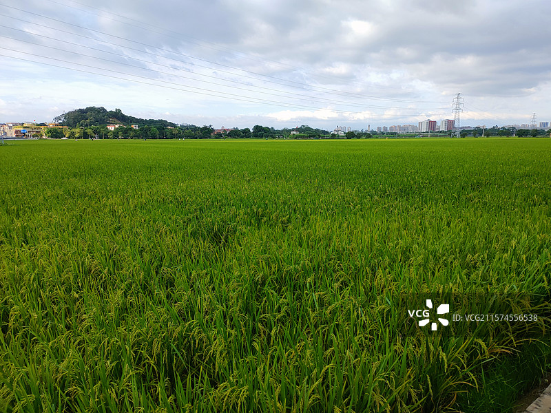 东莞周屋：稻田编织的田园诗画图片素材