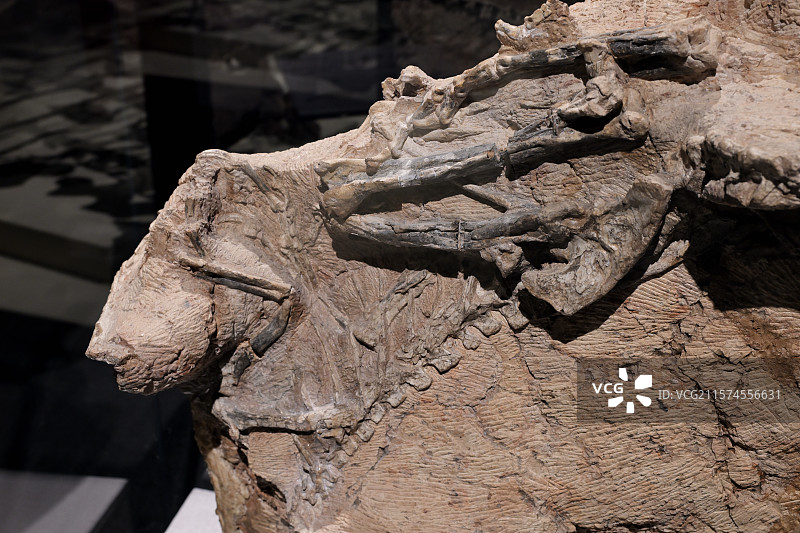 五彩冠龙化石，新疆准噶尔盆地，晚侏罗纪，，恐龙化石标本，龙吟九州·中国恐龙大展，上海自然博物馆图片素材