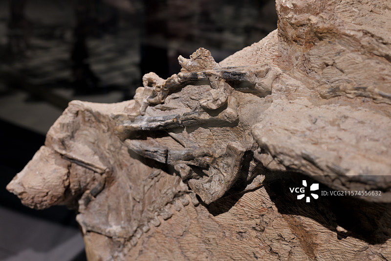 五彩冠龙化石，新疆准噶尔盆地，晚侏罗纪，，恐龙化石标本，龙吟九州·中国恐龙大展，上海自然博物馆图片素材