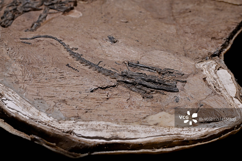 难逃泥潭龙，亚洲角鼻龙新疆准噶尔盆地，晚侏罗纪，恐龙化石标本，龙吟九州·中国恐龙大展，上海自然博物馆图片素材